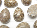 [Video] Morocco Dinosaur Bone Fossil Pear shape Cabochon 14x10mm 4pcs
