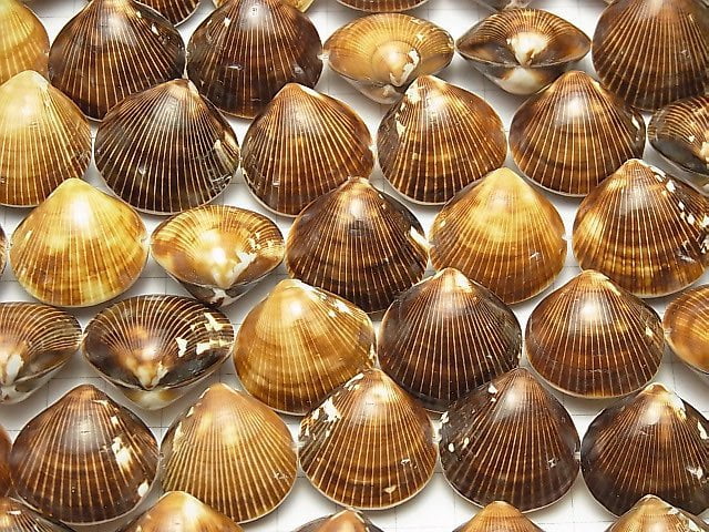 [Video] Cockle Shell 1strand beads (aprx.15inch / 36cm)