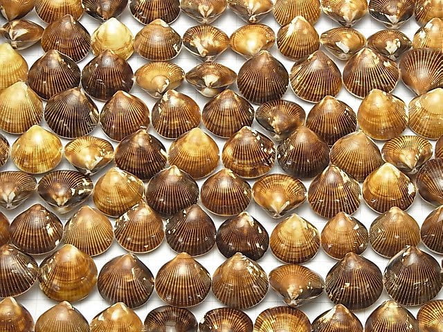 [Video] Cockle Shell 1strand beads (aprx.15inch / 36cm)