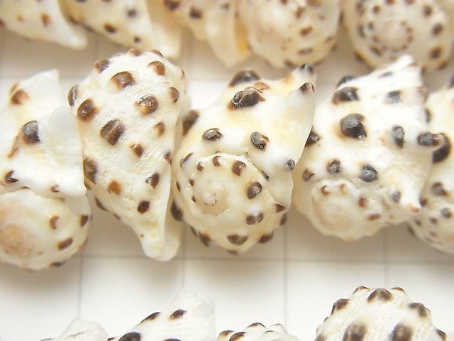 [Video] Drupa Shell beads 1strand beads (aprx.15inch / 38cm)