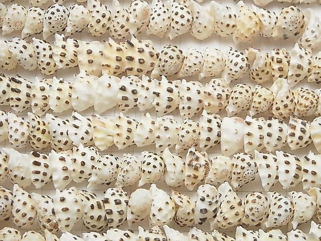 [Video] Drupa Shell beads 1strand beads (aprx.15inch / 38cm)