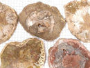 [Video]Petrified Wood Raw Slice 1pc