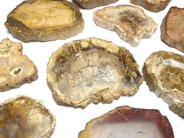 [Video] Petrified Wood Gemstone Slice 3pcs