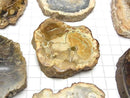 [Video] Petrified Wood Gemstone Slice 3pcs