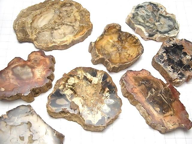 [Video] Petrified Wood Gemstone Slice 3pcs