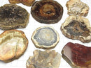 [Video] Petrified Wood Gemstone Slice 3pcs