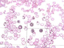 [Video]High Quality Pink Sapphire AAA Loose Stone Round Faceted 2x2mm 10pcs