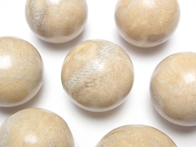 [Video] Fossil Coral Sphere, Round 35-40mm 1pc
