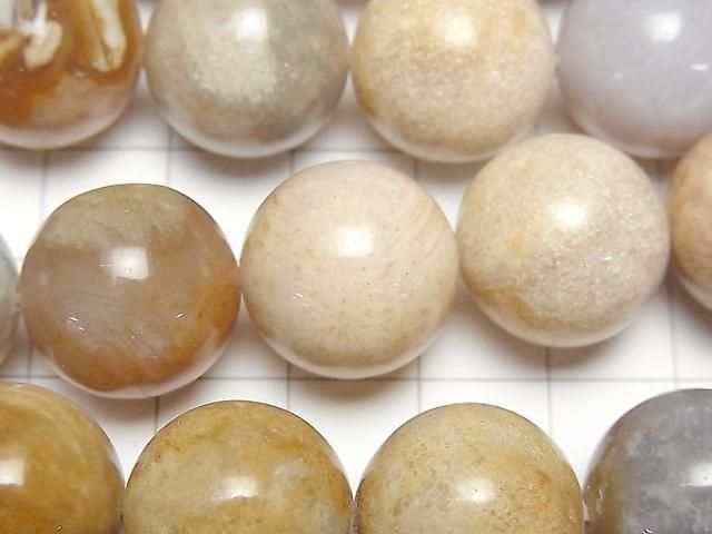 [Video]Fossil Coral Round 16mm half or 1strand beads (aprx.15inch/36cm)