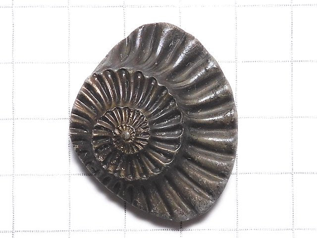 [Video][One of a kind] Ammonite Pyrite Loose stone 1pc NO.260