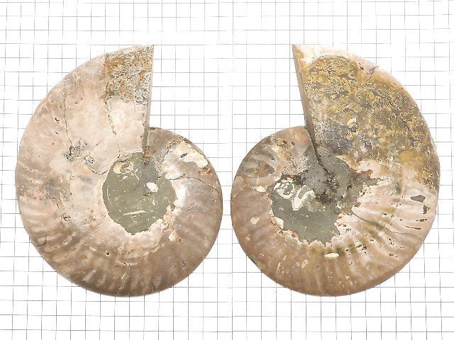 [Video][One of a kind] Madagascar Ammonite 2pcs (pair) NO.2