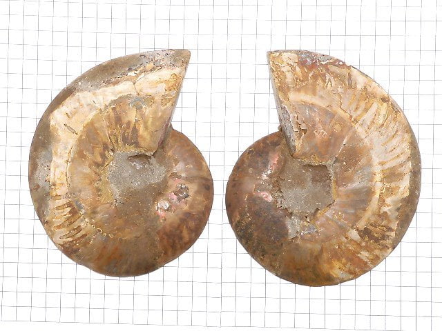 [Video][One of a kind] Madagascar Ammonite 2pcs (pair) NO.7