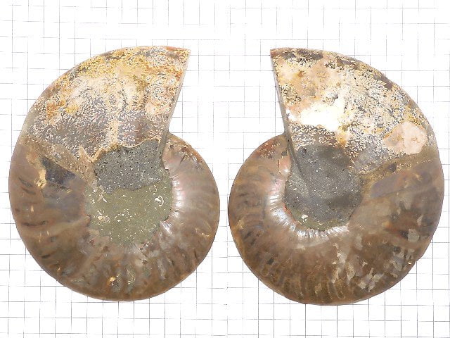 [Video][One of a kind] Madagascar Ammonite 2pcs (pair) NO.10