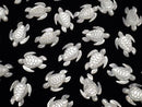 [Video] High quality white Shell AAA turtle shape 18x13mm 2pcs