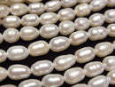 Pearl Pearl & Shell Beads