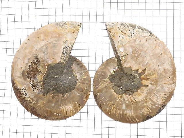 [Video][One of a kind] Madagascar Ammonite 2pcs (pair) NO.11