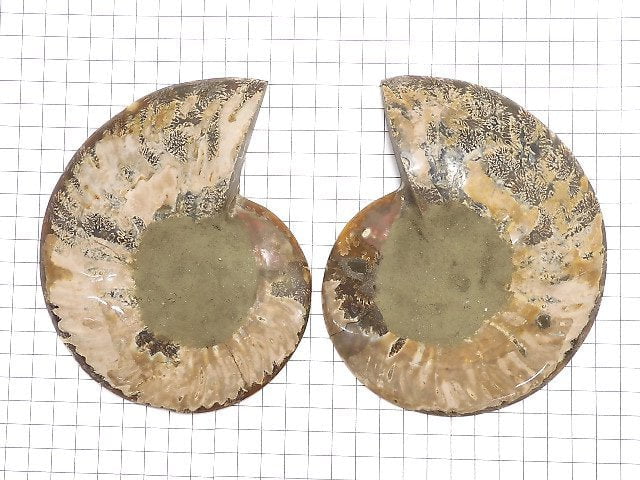 [Video][One of a kind] Madagascar Ammonite 2pcs (pair) NO.12