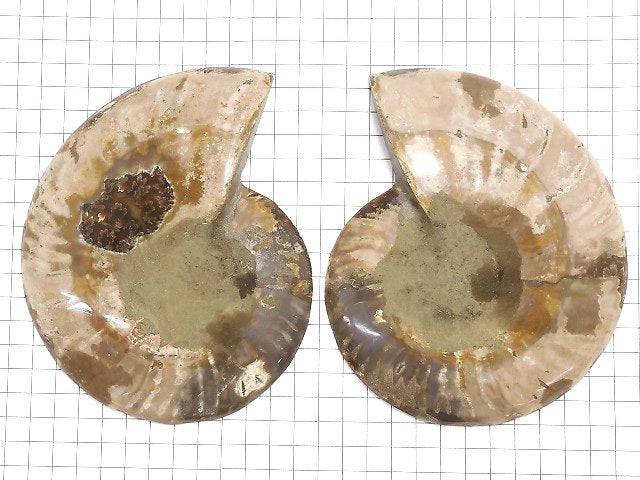 [Video][One of a kind] Madagascar Ammonite 2pcs (pair) NO.13