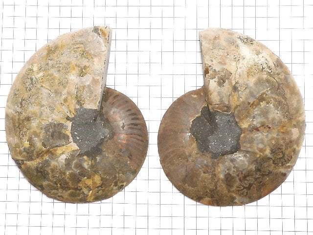 [Video][One of a kind] Madagascar Ammonite 2pcs (pair) NO.14