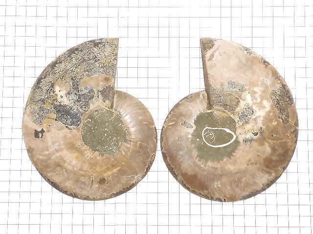 [Video][One of a kind] Madagascar Ammonite 2pcs (pair) NO.15