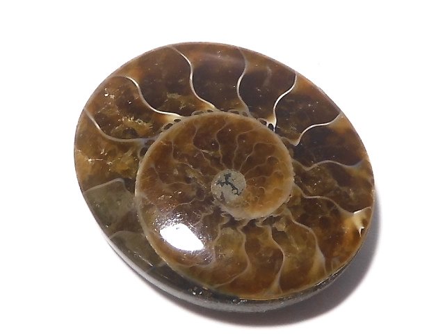 Ammolite/Ammonite One of a kind