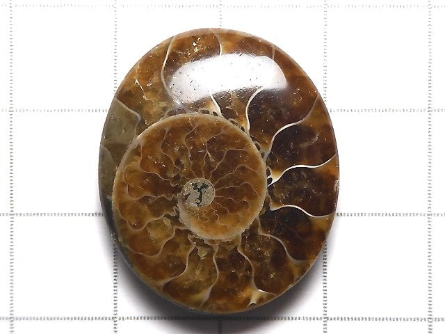 [Video][One of a kind] Ammonite Loose stone 1pc NO.101