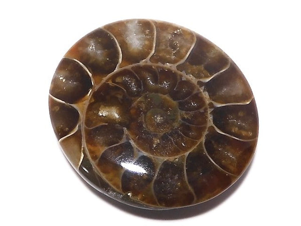 Ammolite/Ammonite One of a kind