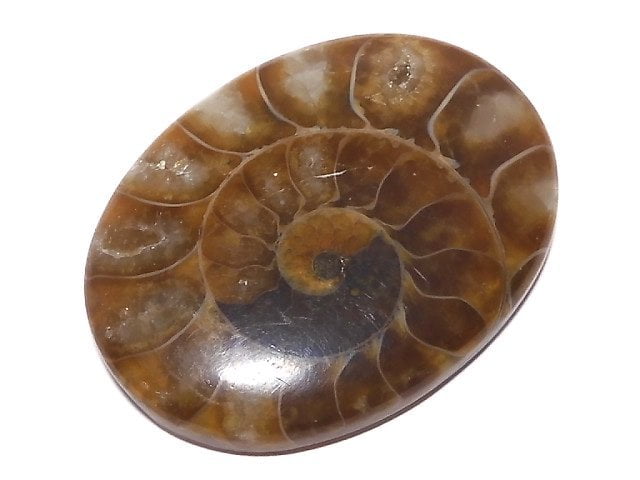 Ammolite/Ammonite One of a kind