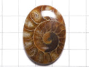 [Video][One of a kind] Ammonite Loose stone 1pc NO.120