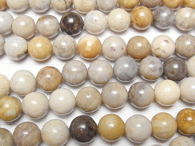 [Video]Fossil Coral Round 12mm half or 1strand beads (aprx.14inch/34cm)