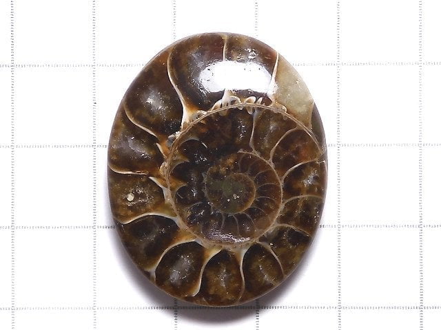 [Video][One of a kind] Ammonite Loose stone 1pc NO.133