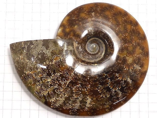 [Video][One of a kind] Ammonite 1pc NO.2