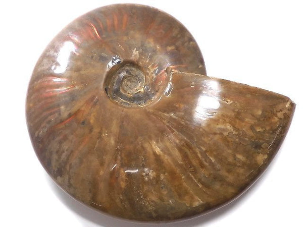 [Video][One of a kind] Ammonite 1pc NO.3