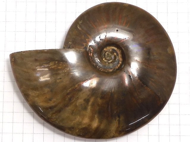 [Video][One of a kind] Ammonite 1pc NO.3