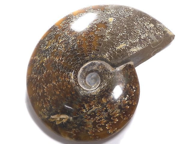 [Video][One of a kind] Ammonite 1pc NO.4