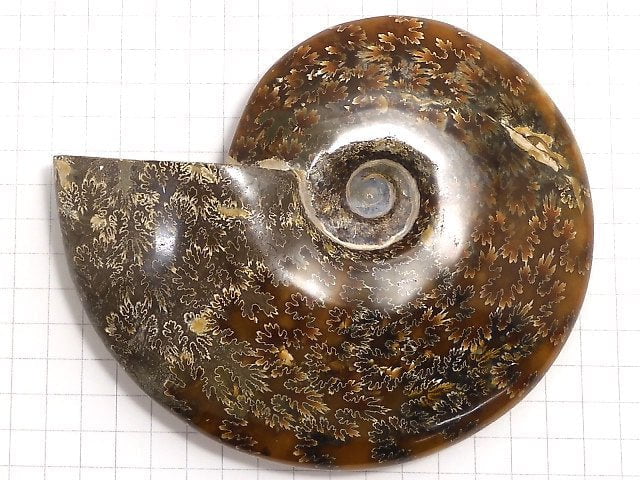 [Video][One of a kind] Ammonite 1pc NO.4