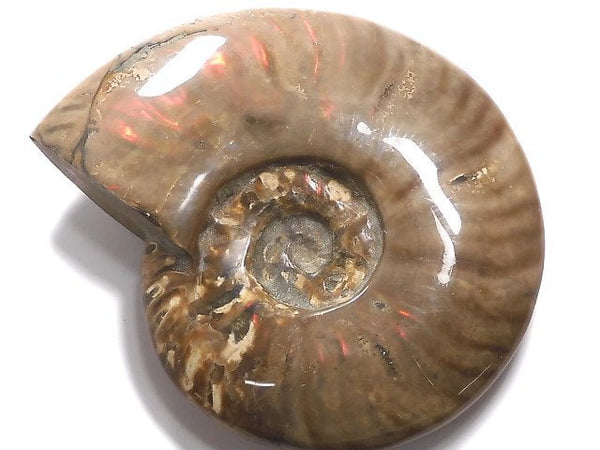 [Video][One of a kind] Ammonite 1pc NO.5