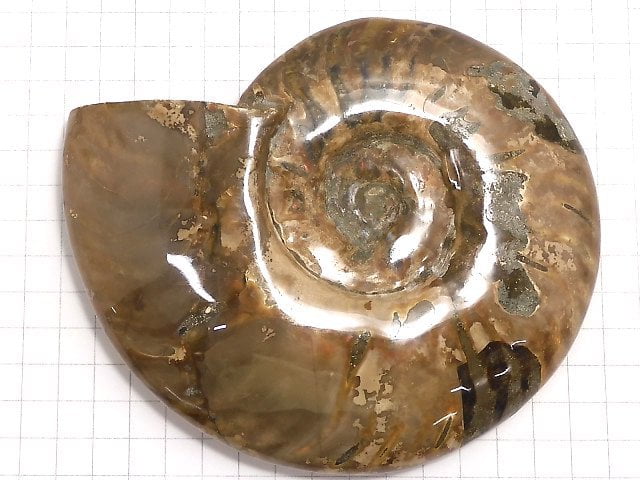 [Video][One of a kind] Ammonite 1pc NO.5