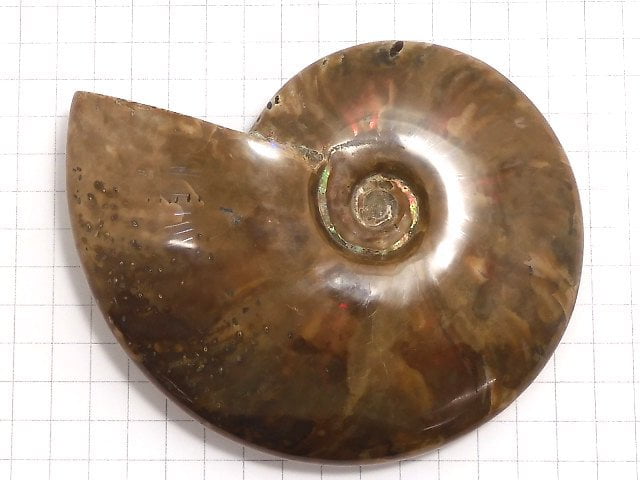 [Video][One of a kind] Ammonite 1pc NO.6