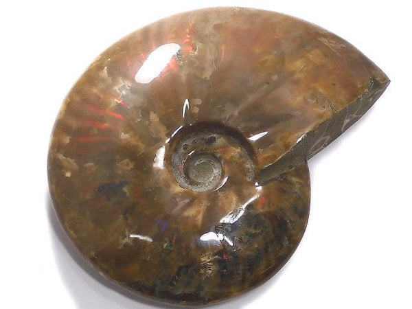 [Video][One of a kind] Ammonite 1pc NO.7