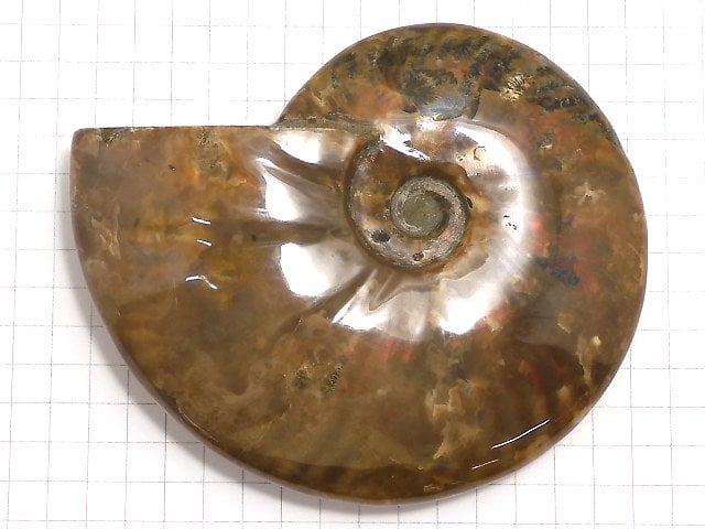 [Video][One of a kind] Ammonite 1pc NO.7