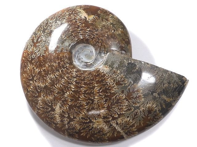 [Video][One of a kind] Ammonite 1pc NO.8