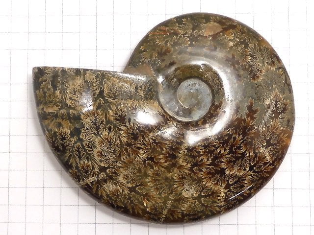 [Video][One of a kind] Ammonite 1pc NO.8