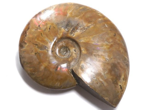 [Video][One of a kind] Ammonite 1pc NO.9