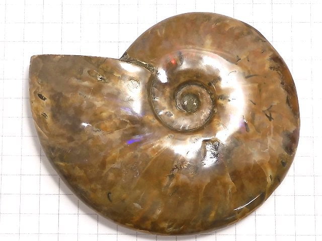 [Video][One of a kind] Ammonite 1pc NO.9