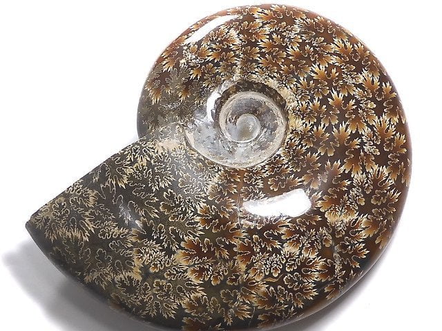 [Video][One of a kind] Ammonite 1pc NO.10