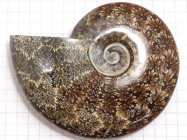 [Video][One of a kind] Ammonite 1pc NO.10