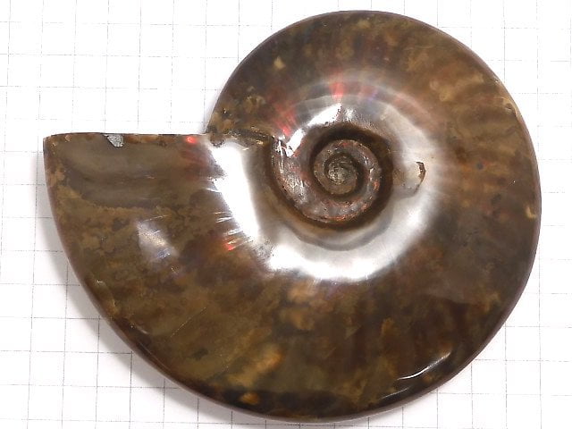 [Video][One of a kind] Ammonite 1pc NO.11