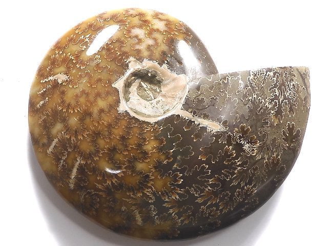 [Video][One of a kind] Ammonite 1pc NO.12