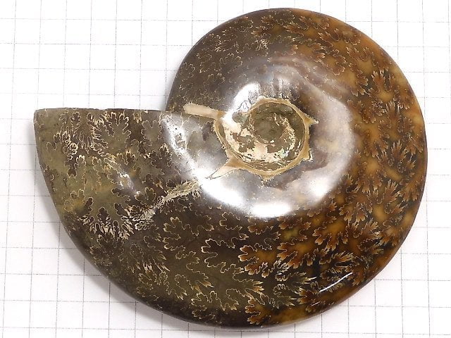 [Video][One of a kind] Ammonite 1pc NO.12